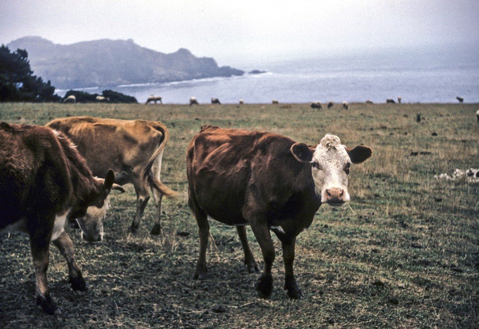 Free image of Cows standing in a field on the seashore.