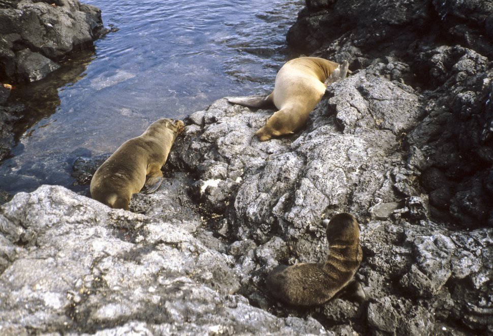 Free image of Galapagos Sea Lion Zalophus wollebaeki laying on the rocks together, Galapagos Islands, Ecuador