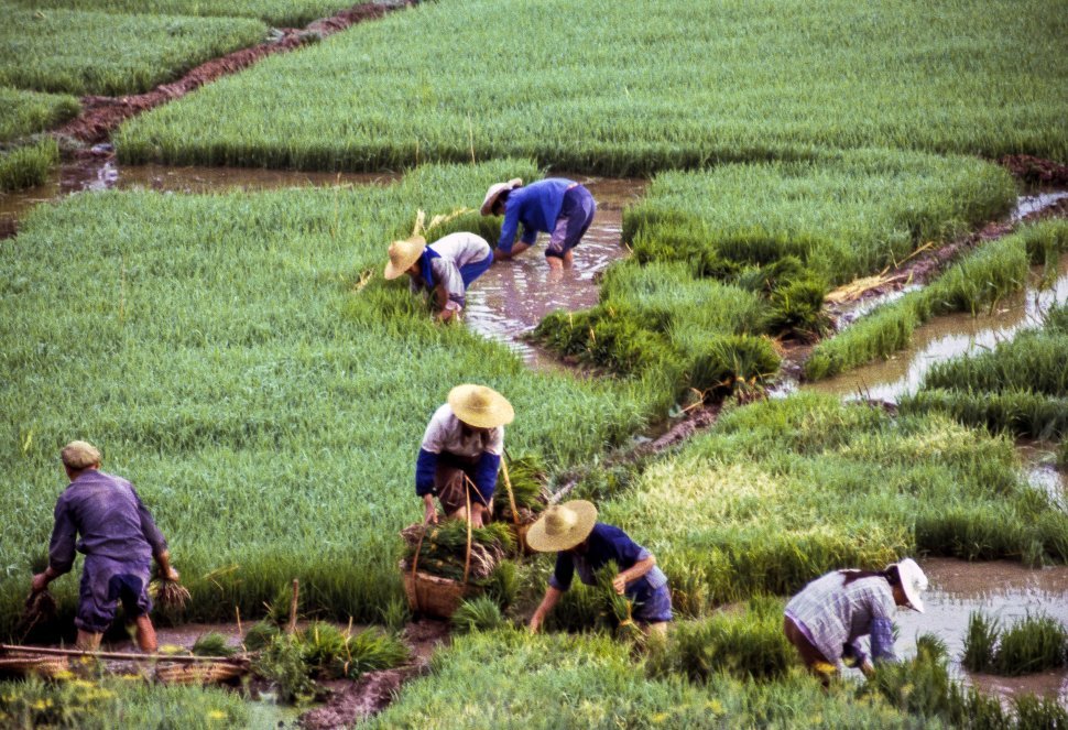 Free image of Workers in hats moving through the grass and water of a rice paddy, Asia