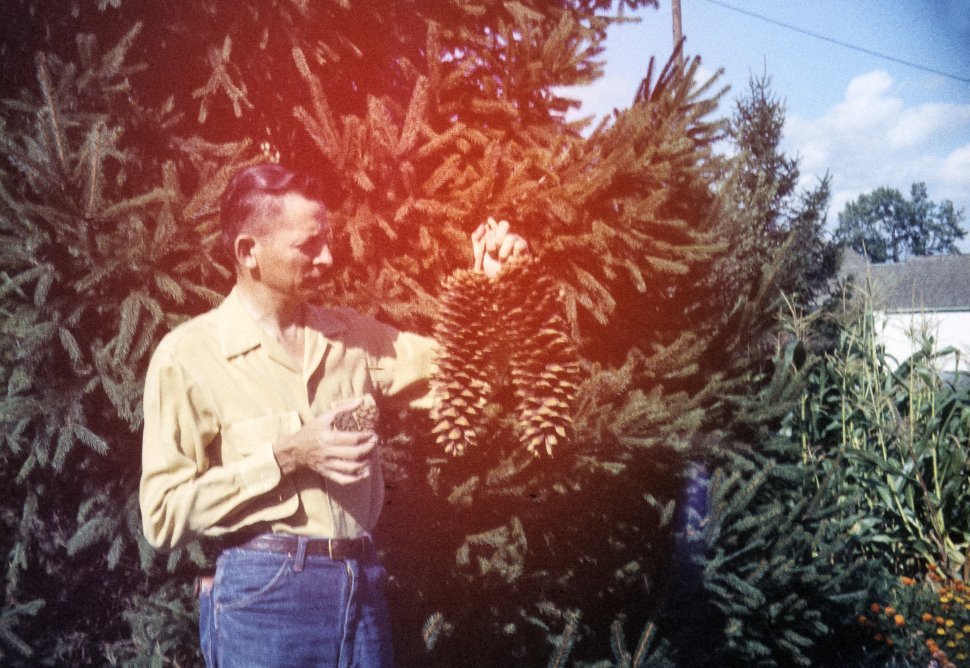 Free image of Man showing giant pinecones.