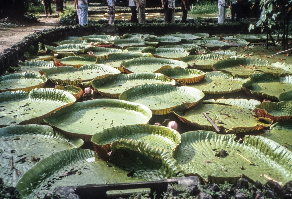 Free image of Water Lily pads with tourists standing behind.