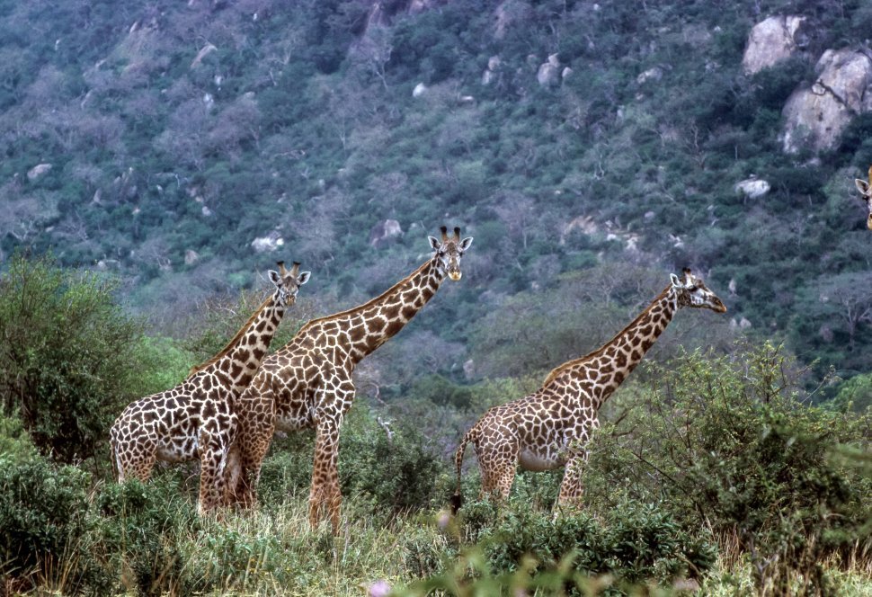 Free image of African Giraffe Giraffa camelopardalis three moving through the brush, Africa