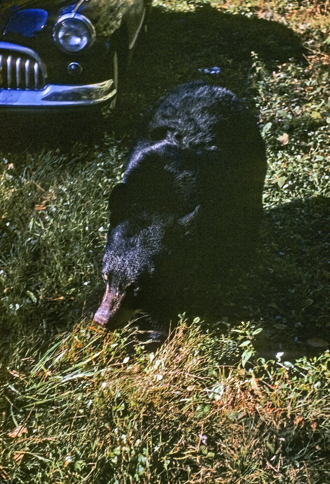 Free image of Black Bear Ursus americanus looking for food amongst tourist s cars, USA