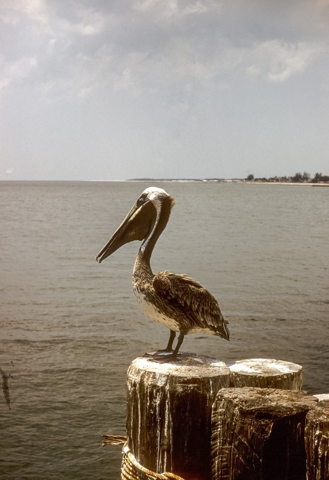 Free image of Pelican standing on a piling in the water, USA