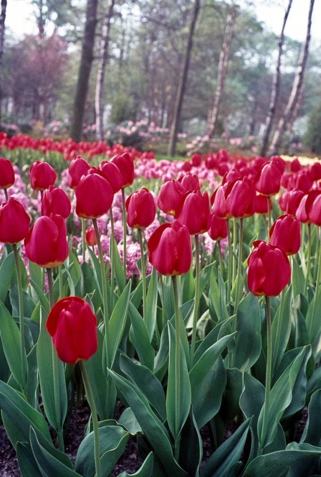 Free image of Close up of a large field of red tulips, Holland