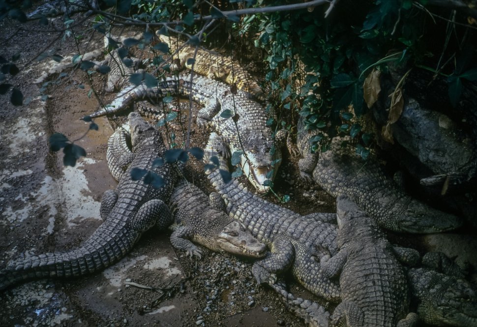 Free image of Florida Alligator Alligator Mississippiensis large group laying in a pit, Florida, USA