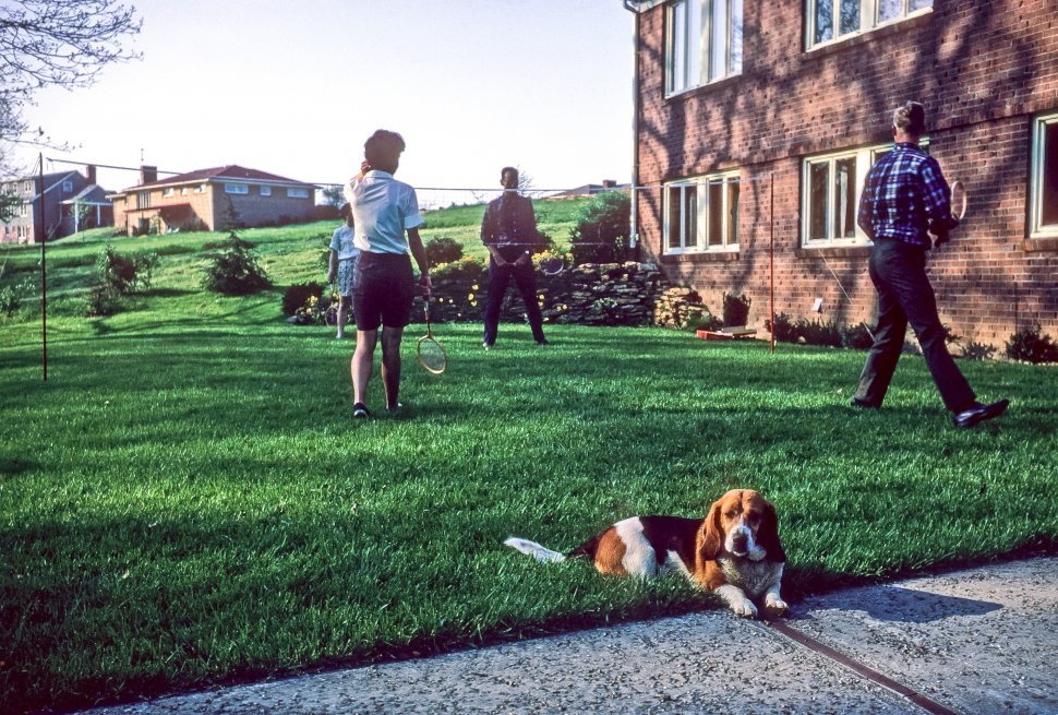 Free image of Basset Hound Canis familiaris and two couples playing badminton in their front yard, USA