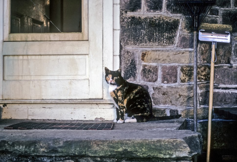 Free image of Cat sitting next to a door.