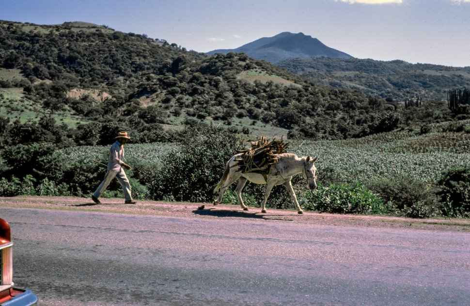 Free image of Man walks beside his donkey laden down with firewood