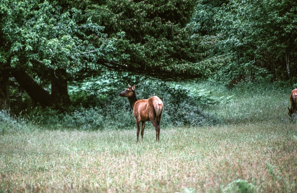 Free image of Deer spotted in forest