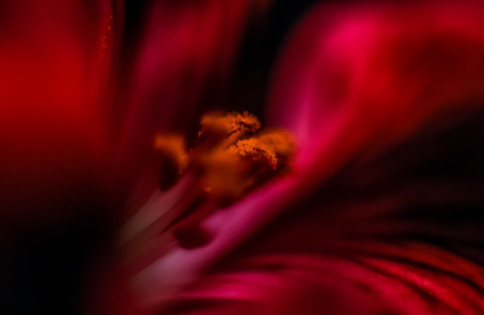 Free image of Inside of a flower