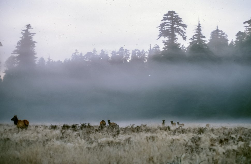 Free image of Deer grazing at dawn on a misty morning