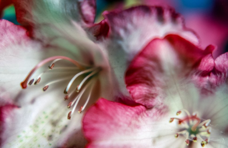Free image of Close up of Pink and White Flowers