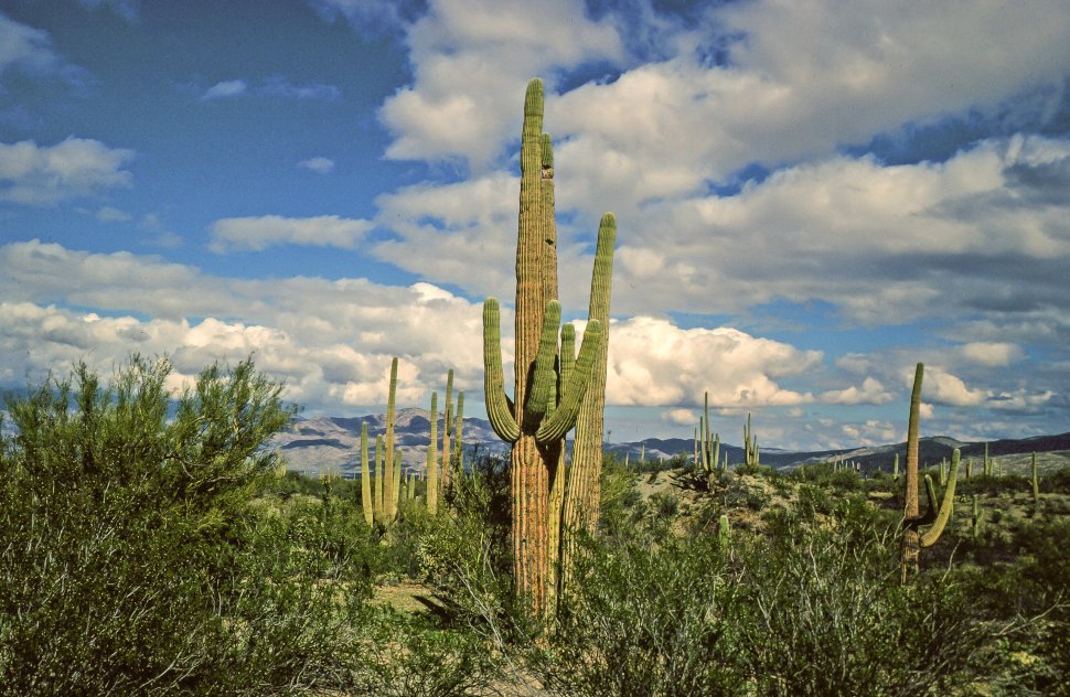 Free image of Saguaro Cactus with blue sky and clouds in the background