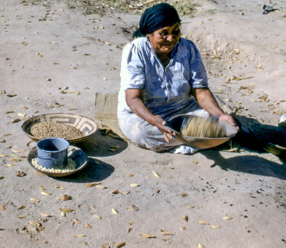 Free image of Old Native American Woman uses traditional basket to winnow and clean corn